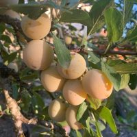 Mirabelles - Maison Mard'Or